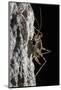 Cave Cricket Female (Troglophilus Cavicola) on the Side of Stalactite in Limestone Cave-Alex Hyde-Mounted Photographic Print