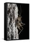 Cave Cricket Female (Troglophilus Cavicola) on the Side of Stalactite in Limestone Cave-Alex Hyde-Framed Stretched Canvas