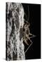Cave Cricket Female (Troglophilus Cavicola) on the Side of Stalactite in Limestone Cave-Alex Hyde-Stretched Canvas