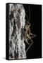 Cave Cricket Female (Troglophilus Cavicola) on the Side of Stalactite in Limestone Cave-Alex Hyde-Framed Stretched Canvas