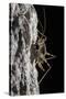 Cave Cricket Female (Troglophilus Cavicola) on the Side of Stalactite in Limestone Cave-Alex Hyde-Stretched Canvas