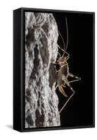 Cave Cricket Female (Troglophilus Cavicola) on the Side of Stalactite in Limestone Cave-Alex Hyde-Framed Stretched Canvas