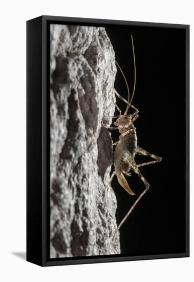 Cave Cricket Female (Troglophilus Cavicola) on the Side of Stalactite in Limestone Cave-Alex Hyde-Framed Stretched Canvas