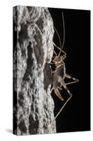 Cave Cricket Female (Troglophilus Cavicola) on the Side of Stalactite in Limestone Cave-Alex Hyde-Stretched Canvas