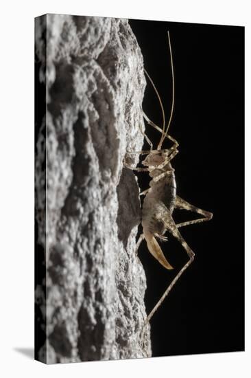 Cave Cricket Female (Troglophilus Cavicola) on the Side of Stalactite in Limestone Cave-Alex Hyde-Stretched Canvas