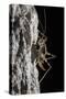 Cave Cricket Female (Troglophilus Cavicola) on the Side of Stalactite in Limestone Cave-Alex Hyde-Stretched Canvas