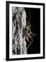 Cave Cricket Female (Troglophilus Cavicola) on the Side of Stalactite in Limestone Cave-Alex Hyde-Framed Photographic Print