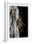 Cave Cricket Female (Troglophilus Cavicola) on the Side of Stalactite in Limestone Cave-Alex Hyde-Framed Photographic Print