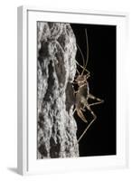 Cave Cricket Female (Troglophilus Cavicola) on the Side of Stalactite in Limestone Cave-Alex Hyde-Framed Photographic Print