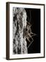 Cave Cricket Female (Troglophilus Cavicola) on the Side of Stalactite in Limestone Cave-Alex Hyde-Framed Photographic Print