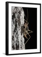 Cave Cricket Female (Troglophilus Cavicola) on the Side of Stalactite in Limestone Cave-Alex Hyde-Framed Photographic Print