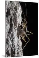 Cave Cricket Female (Troglophilus Cavicola) on the Side of Stalactite in Limestone Cave-Alex Hyde-Mounted Photographic Print