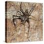 Cave Cricket Underground Caves and Tunnels-null-Stretched Canvas