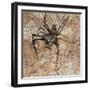 Cave Cricket Underground Caves and Tunnels-null-Framed Photographic Print