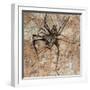 Cave Cricket Underground Caves and Tunnels-null-Framed Photographic Print