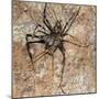 Cave Cricket Underground Caves and Tunnels-null-Mounted Photographic Print