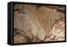 Cave Drapery-PvT Sales-Framed Stretched Canvas