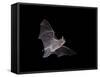 Cave Myotis (Myotis Velifer) in Flight in Captivity, Hidalgo County, New Mexico, USA, North America-James Hager-Framed Stretched Canvas