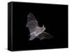 Cave Myotis (Myotis Velifer) in Flight in Captivity, Hidalgo County, New Mexico, USA, North America-James Hager-Framed Stretched Canvas
