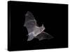 Cave Myotis (Myotis Velifer) in Flight in Captivity, Hidalgo County, New Mexico, USA, North America-James Hager-Stretched Canvas