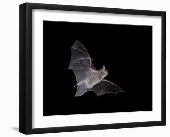 Cave Myotis (Myotis Velifer) in Flight in Captivity, Hidalgo County, New Mexico, USA, North America-James Hager-Framed Photographic Print