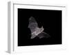 Cave Myotis (Myotis Velifer) in Flight in Captivity, Hidalgo County, New Mexico, USA, North America-James Hager-Framed Photographic Print