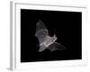 Cave Myotis (Myotis Velifer) in Flight in Captivity, Hidalgo County, New Mexico, USA, North America-James Hager-Framed Photographic Print