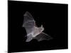 Cave Myotis (Myotis Velifer) in Flight in Captivity, Hidalgo County, New Mexico, USA, North America-James Hager-Mounted Photographic Print