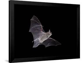 Cave Myotis (Myotis Velifer) in Flight in Captivity, Hidalgo County, New Mexico, USA, North America-James Hager-Framed Photographic Print