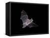 Cave Myotis (Myotis Velifer) in Flight in Captivity, Hidalgo County, New Mexico, USA, North America-James Hager-Framed Stretched Canvas