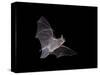 Cave Myotis (Myotis Velifer) in Flight in Captivity, Hidalgo County, New Mexico, USA, North America-James Hager-Stretched Canvas