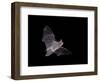 Cave Myotis (Myotis Velifer) in Flight in Captivity, Hidalgo County, New Mexico, USA, North America-James Hager-Framed Photographic Print