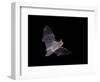 Cave Myotis (Myotis Velifer) in Flight in Captivity, Hidalgo County, New Mexico, USA, North America-James Hager-Framed Photographic Print