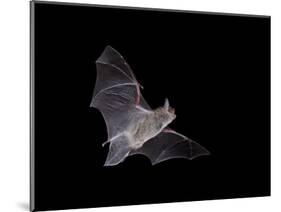 Cave Myotis (Myotis Velifer) in Flight in Captivity, Hidalgo County, New Mexico, USA, North America-James Hager-Mounted Photographic Print
