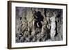 Cave of Buontalenti or Great Cave-null-Framed Giclee Print