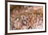 Cave of Hands in Patagonia, Argentina-Paul Souders-Framed Photographic Print