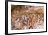 Cave of Hands in Patagonia, Argentina-Paul Souders-Framed Photographic Print