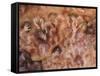 Cave of the Hands, Argentina-Javier Trueba-Framed Stretched Canvas