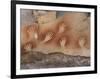 Cave of the Hands, Argentina-Javier Trueba-Framed Photographic Print