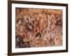 Cave of the Hands, Argentina-Javier Trueba-Framed Photographic Print