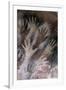 Cave of the Hands-null-Framed Premium Giclee Print