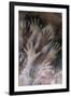 Cave of the Hands-null-Framed Premium Giclee Print