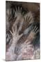 Cave of the Hands-null-Mounted Premium Giclee Print