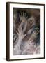 Cave of the Hands-null-Framed Art Print