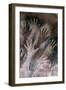 Cave of the Hands-null-Framed Art Print