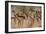 Cave Painting: Kolo Figures with Head-dresses-Sinclair Stammers-Framed Photographic Print