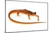 Cave Salamander (Eurycea Lucifuga) Nachez Trace Parkway, Mississippi, USA-Jp Lawrence-Mounted Photographic Print