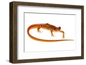 Cave Salamander (Eurycea Lucifuga) Nachez Trace Parkway, Mississippi, USA-Jp Lawrence-Framed Photographic Print