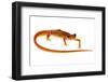 Cave Salamander (Eurycea Lucifuga) Nachez Trace Parkway, Mississippi, USA-Jp Lawrence-Framed Photographic Print