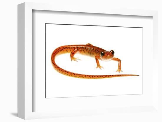 Cave Salamander (Eurycea Lucifuga) Nachez Trace Parkway, Mississippi, USA-Jp Lawrence-Framed Photographic Print